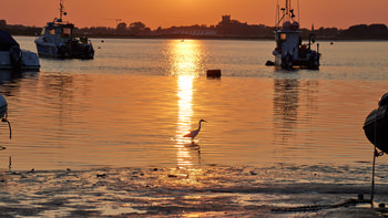 Fishing boats egret sunset This landscape photograph captures an evening sunset in late spring over the water at Christchurch, Dorset, United Kingdom. The main subjects of the image are several fishing boats anchored in the calm water, with two visible on either side and another partially shown on the left. An egret is wading in the shallow foreground, its silhouette illuminated by the golden reflection of the sunset on the rippled surface. The sunlight creates a pathway across the water, highlighting transport and leisure boats that are a feature of the area. In the background, the outline of Christchurch Priory, a historic local landmark, is visible against the horizon, indicating the location's heritage alongside the natural setting. The photograph blends themes of transport, wildlife, and local architecture, all set against a vibrant evening sky typical of coastal Dorset.